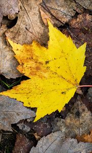 Preview wallpaper maple leaf, leaves, fallen leaves, autumn, macro