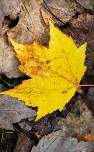 Preview wallpaper maple leaf, leaves, fallen leaves, autumn, macro