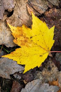 Preview wallpaper maple leaf, leaves, fallen leaves, autumn, macro
