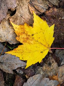 Preview wallpaper maple leaf, leaves, fallen leaves, autumn, macro