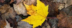 Preview wallpaper maple leaf, leaves, fallen leaves, autumn, macro