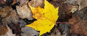 Preview wallpaper maple leaf, leaves, fallen leaves, autumn, macro