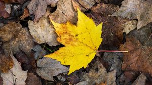 Preview wallpaper maple leaf, leaves, fallen leaves, autumn, macro