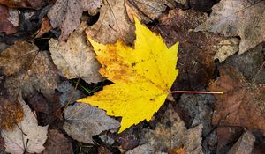 Preview wallpaper maple leaf, leaves, fallen leaves, autumn, macro