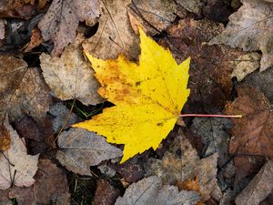 Preview wallpaper maple leaf, leaves, fallen leaves, autumn, macro
