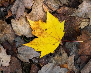 Preview wallpaper maple leaf, leaves, fallen leaves, autumn, macro