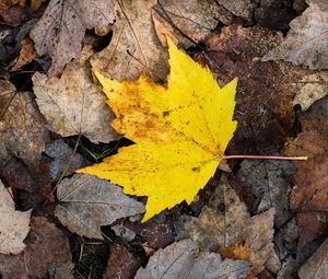 Preview wallpaper maple leaf, leaves, fallen leaves, autumn, macro