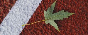Preview wallpaper maple, leaf, macro, marking, autumn