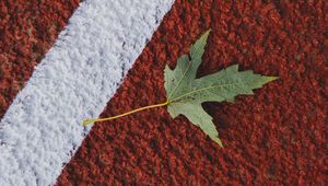 Preview wallpaper maple, leaf, macro, marking, autumn