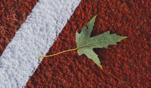 Preview wallpaper maple, leaf, macro, marking, autumn