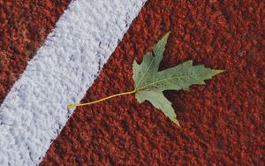 Preview wallpaper maple, leaf, macro, marking, autumn