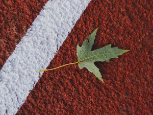 Preview wallpaper maple, leaf, macro, marking, autumn