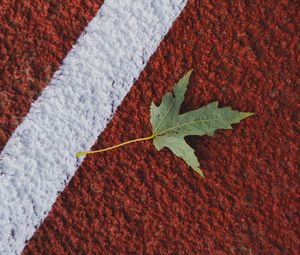 Preview wallpaper maple, leaf, macro, marking, autumn