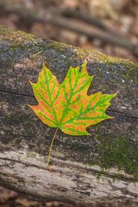 Preview wallpaper maple, leaf, macro, autumn, bark