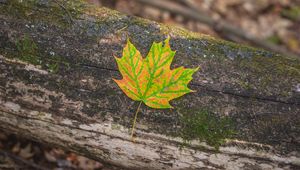 Preview wallpaper maple, leaf, macro, autumn, bark