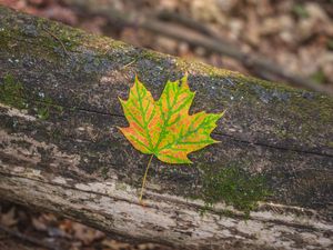 Preview wallpaper maple, leaf, macro, autumn, bark