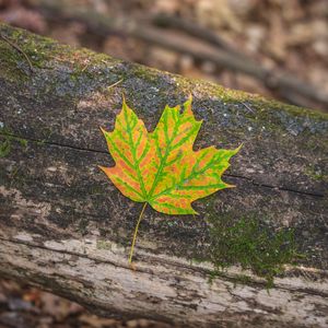 Preview wallpaper maple, leaf, macro, autumn, bark