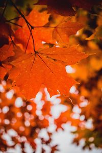 Preview wallpaper maple, leaf, macro, veins, branch