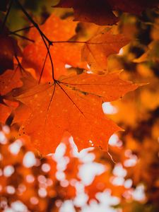 Preview wallpaper maple, leaf, macro, veins, branch