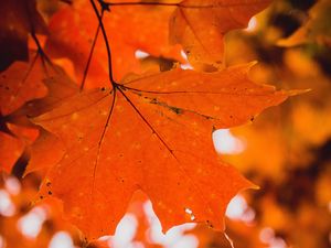 Preview wallpaper maple, leaf, macro, veins, branch