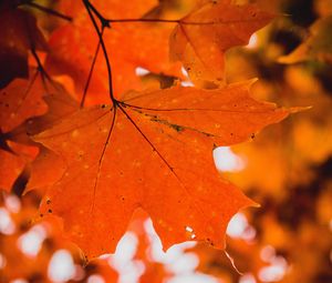 Preview wallpaper maple, leaf, macro, veins, branch