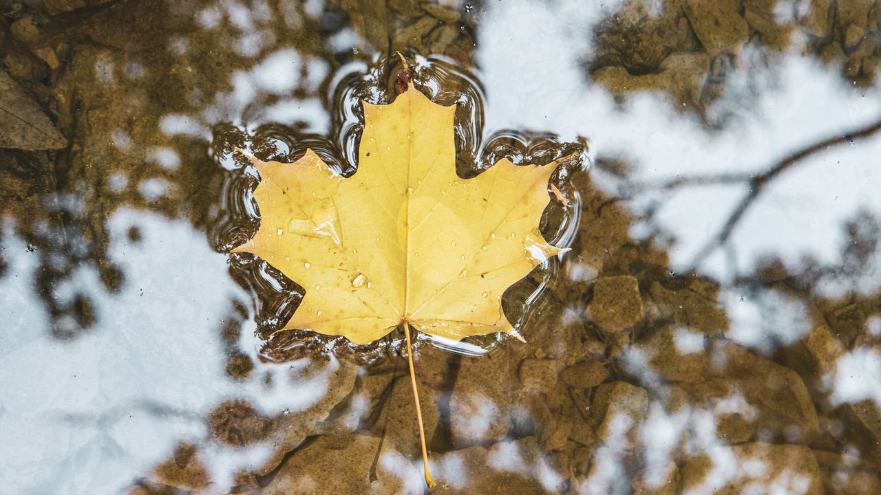 Wallpaper maple, leaf, macro, water