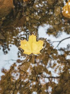 Preview wallpaper maple, leaf, macro, water