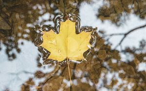 Preview wallpaper maple, leaf, macro, water