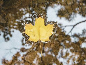 Preview wallpaper maple, leaf, macro, water