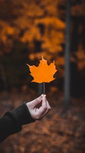 Preview wallpaper maple, leaf, macro, autumn, hand