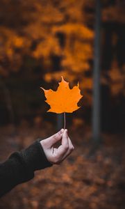 Preview wallpaper maple, leaf, macro, autumn, hand