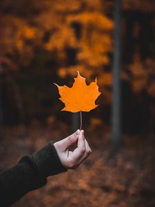 Preview wallpaper maple, leaf, macro, autumn, hand