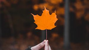 Preview wallpaper maple, leaf, macro, autumn, hand