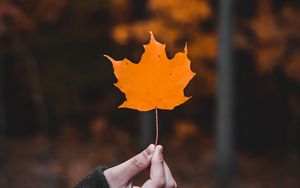 Preview wallpaper maple, leaf, macro, autumn, hand