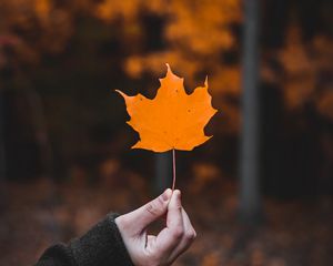 Preview wallpaper maple, leaf, macro, autumn, hand