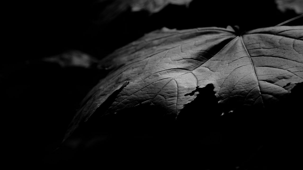 Wallpaper maple, leaf, macro, black and white, black