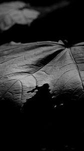 Preview wallpaper maple, leaf, macro, black and white, black