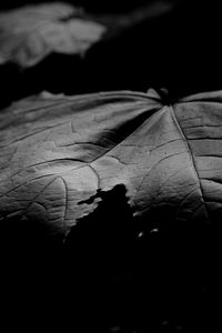Preview wallpaper maple, leaf, macro, black and white, black