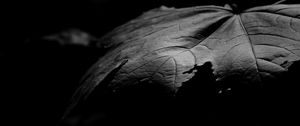 Preview wallpaper maple, leaf, macro, black and white, black