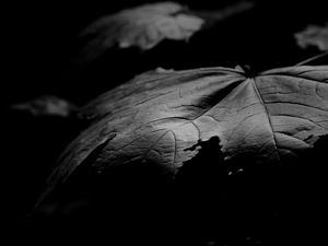 Preview wallpaper maple, leaf, macro, black and white, black