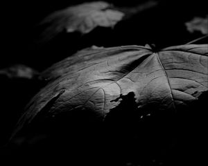 Preview wallpaper maple, leaf, macro, black and white, black