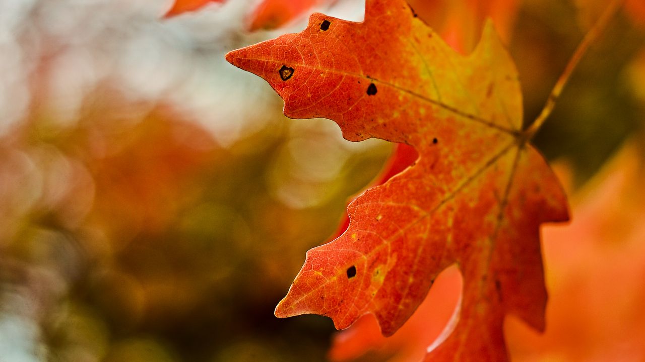 Wallpaper maple, leaf, macro, autumn