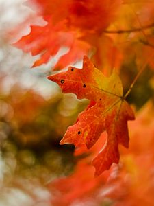 Preview wallpaper maple, leaf, macro, autumn