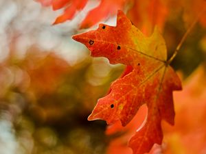 Preview wallpaper maple, leaf, macro, autumn