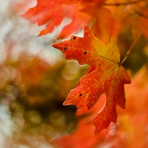 Preview wallpaper maple, leaf, macro, autumn