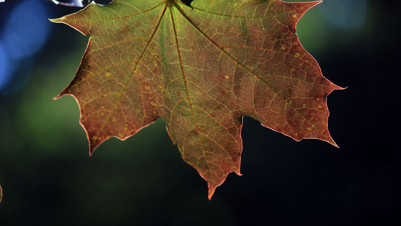Wallpaper maple, leaf, macro, autumn, plant