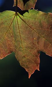 Preview wallpaper maple, leaf, macro, autumn, plant