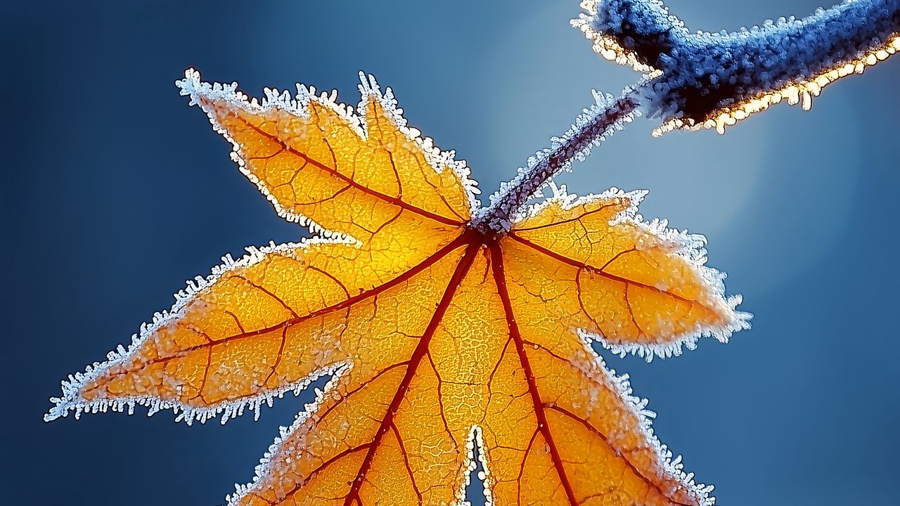 Wallpaper maple leaf, maple, frost, macro