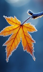 Preview wallpaper maple leaf, maple, frost, macro