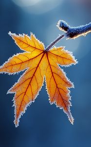 Preview wallpaper maple leaf, maple, frost, macro